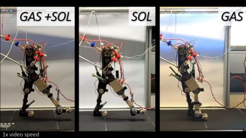 Fast Human-like Walking in a Bipedal Robot